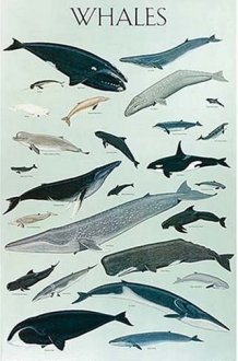 Whales Poster cover image