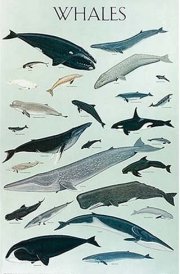 Whales Poster