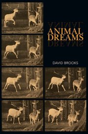 Animal Dreams