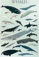 Whales Poster