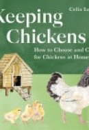 Keeping Chickens How to Choose and Care for Chickens at Home